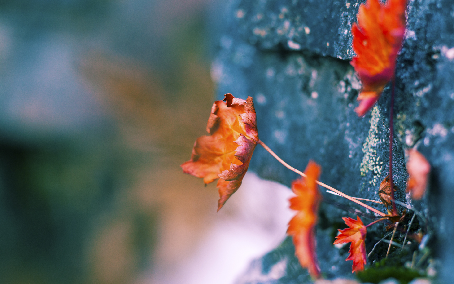 佛罗伦萨传控打法构建多样进攻路径,佛罗伦萨传奇球星