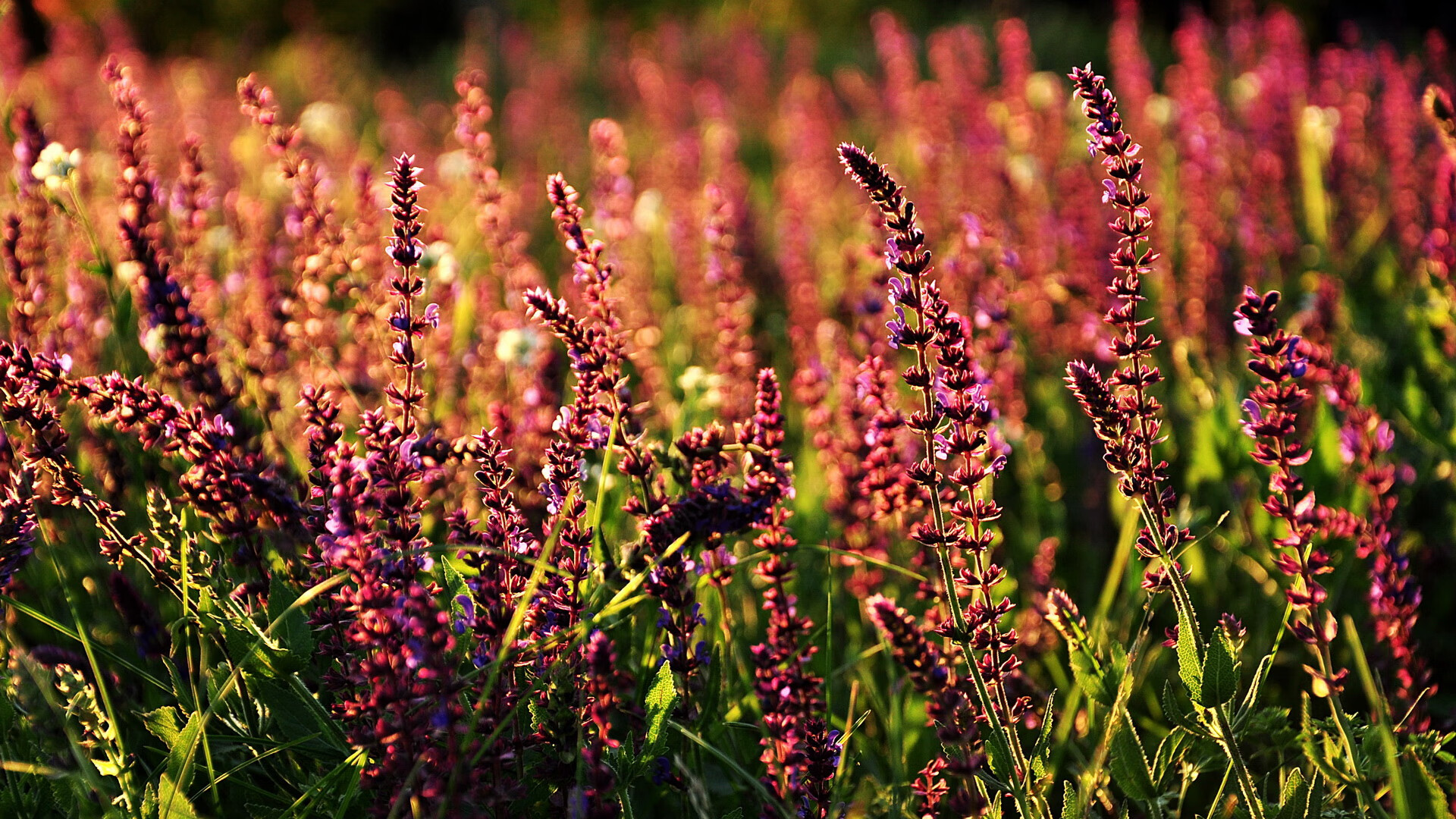 法甲神级吊射:瞬间成就比赛传奇