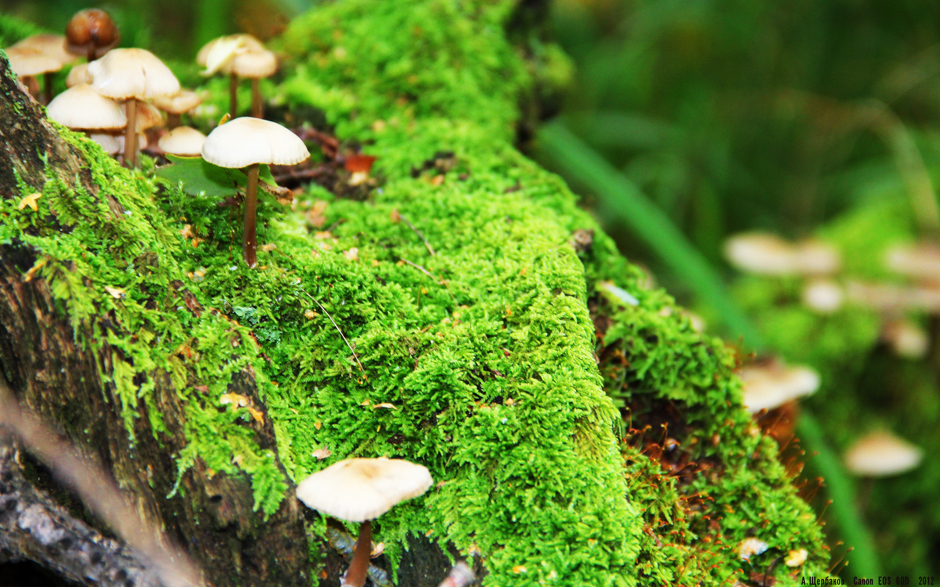 美洲杯激情场:明星闪耀,奇迹不断!,美洲杯视频回顾