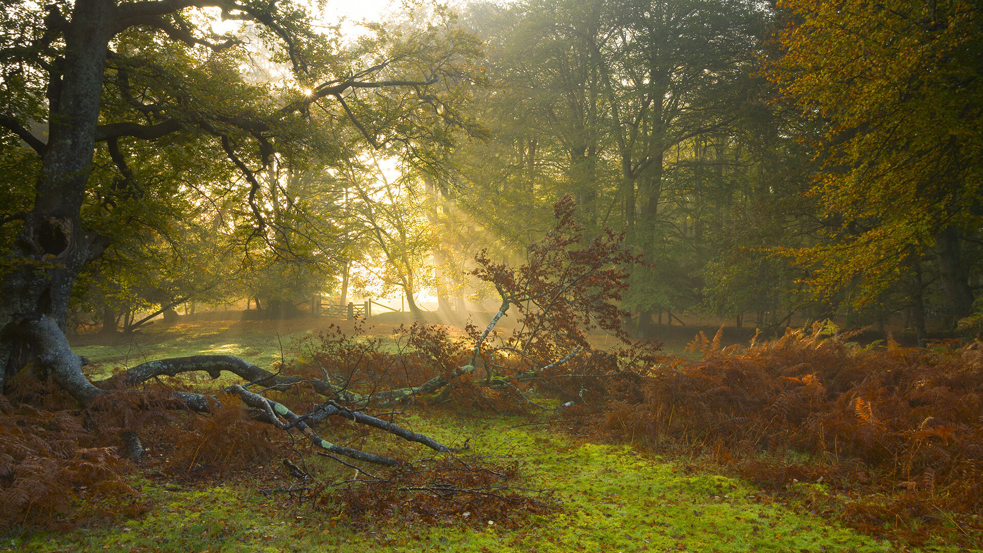 开云体育官方app-荷兰女子蝶泳项目全面爆发，荷兰女子田径